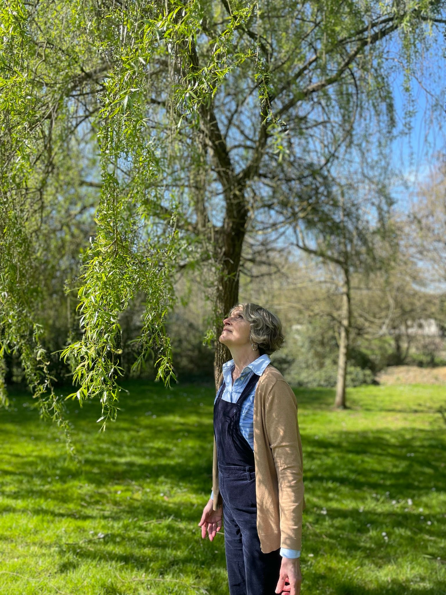 Virginie arbre